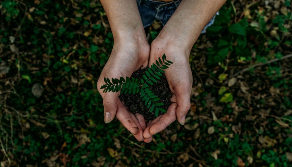 Two hands holding a young plant